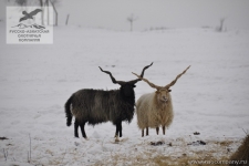 Охота на винторогого козла в Чехии